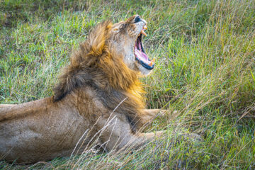 African Safari in Tanzania