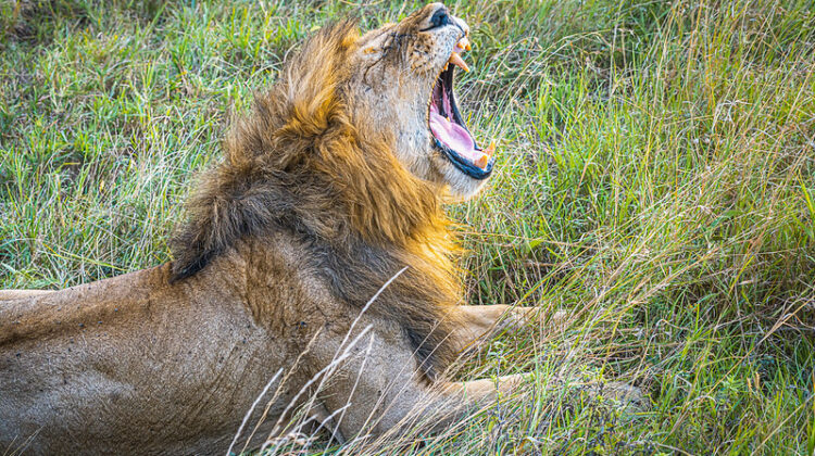 African Safari in Tanzania