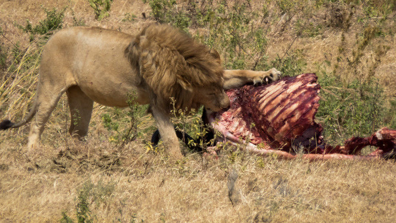 Best Time for Safaris in Tanzania