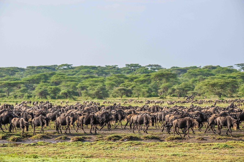 Best Time to See the Great Migration in Tanzania