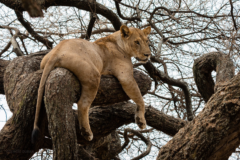 Climbing Lions at Lake Manyara