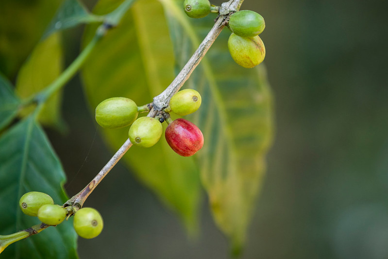 Explore Arusha & Take a Coffee Tour