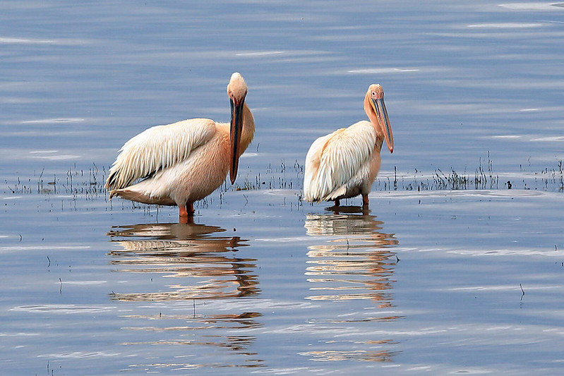 Lake Manyara National Park