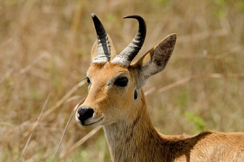 Mikumi National Park