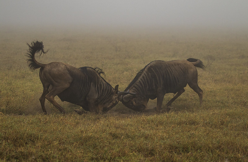 Ngorongoro Crater