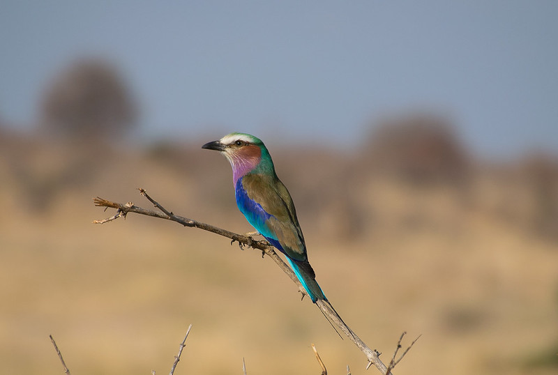 Ruaha National Park