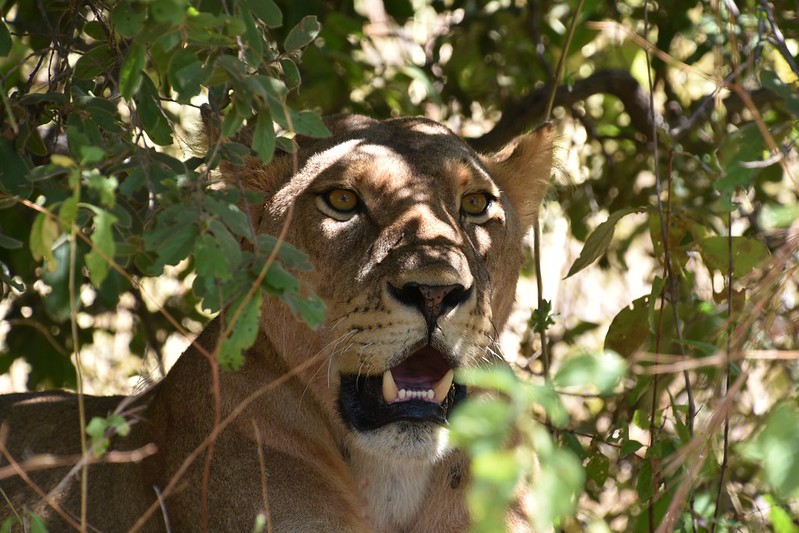 Ruaha National Park