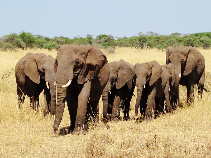 Safari in the Serengeti