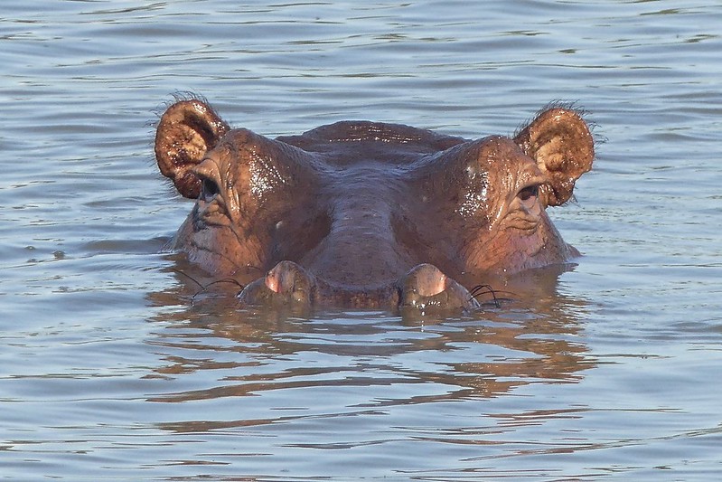 Selous Game Reserve