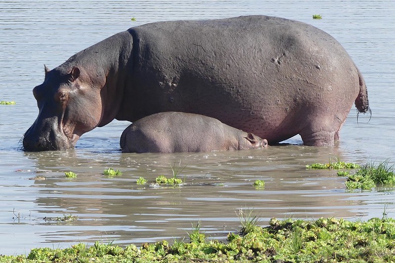 Selous Game Reserve