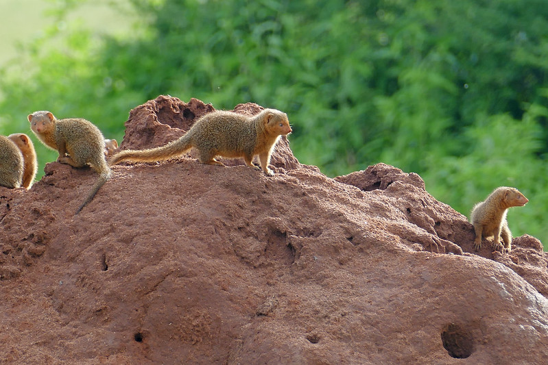 Tarangire National Park