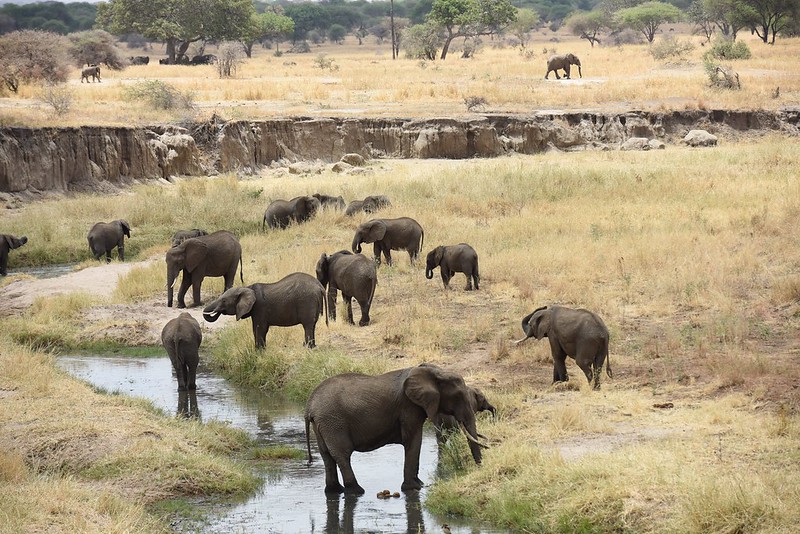 Tarangire National Park