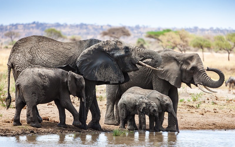 Tarangire National Park