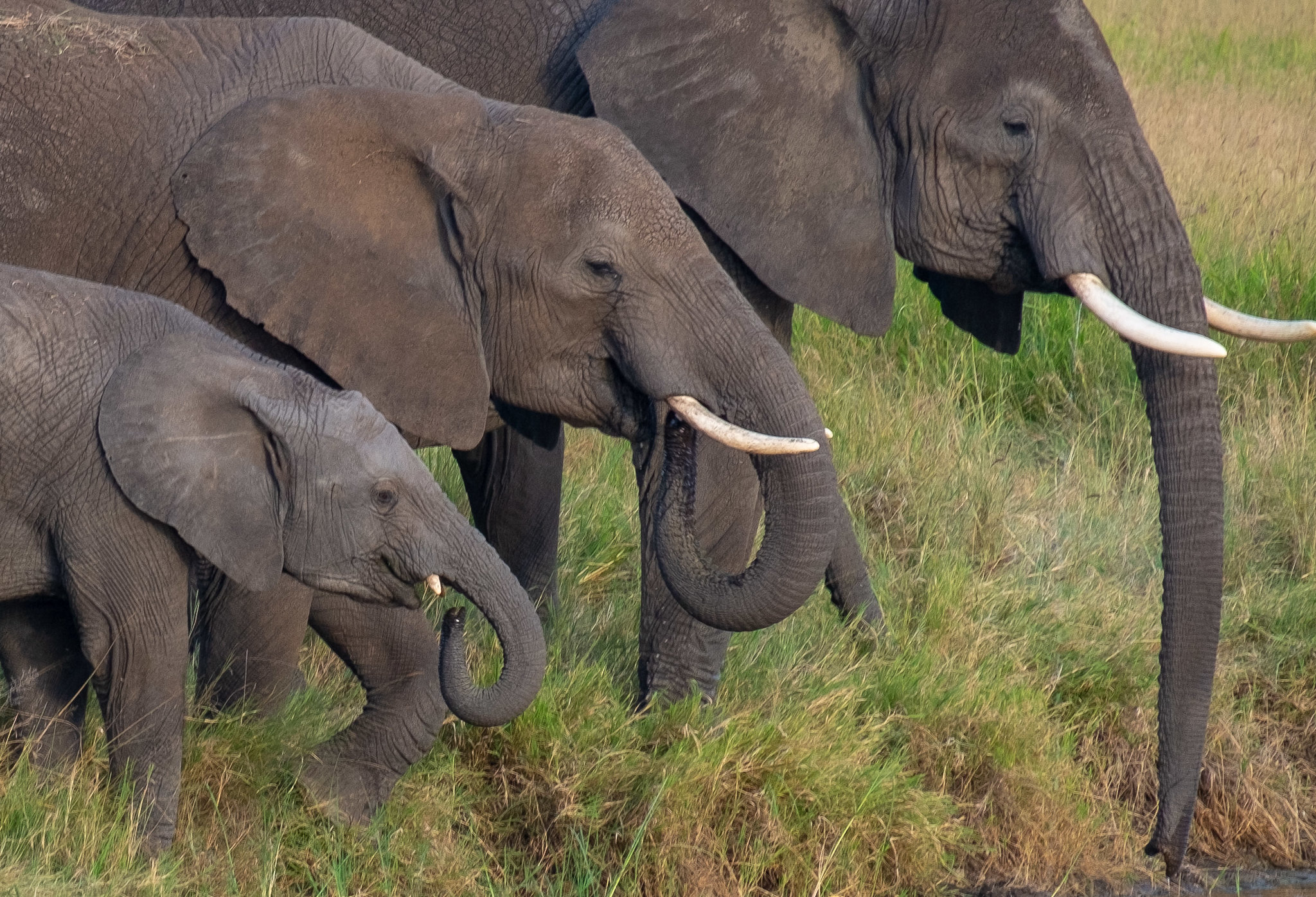 tanzania zanzibar safari